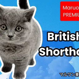 【 ブリティッシュショートヘア 】プレミアム認定！まん丸お顔の激カワブリちゃん！