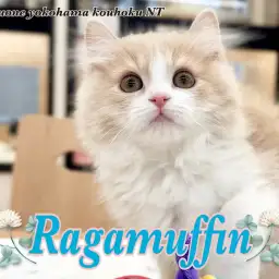 【 ラガマフィン 】ゆっくり成長中のNT店の癒し系男子