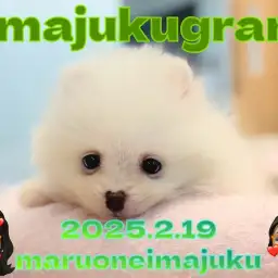 【 イマジュクグラム 】速報!困り顔のたぬき顔ポメラニアンが仲間入り!