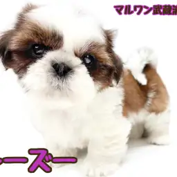 【 シーズー 】大きな瞳と長いまつ毛が可愛い心優しい女の子が埼玉浦和に登場!