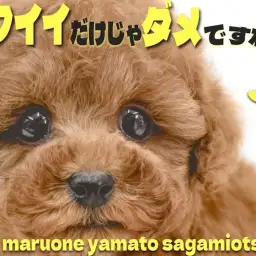 【 トイプードル 】アイドル級の可愛らしさが光る!超濃厚レッドカラーの美形がキタ