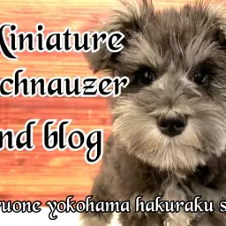 【 ミニチュアシュナウザー 】犬界の博士は伊達じゃない！生後4か月半の成長記録！