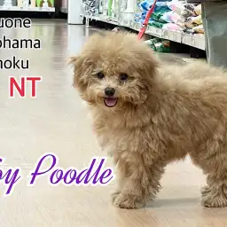 【 トイ・プードル 】2ndブログからお散歩デビューまでの成長記録