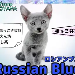 【 ロシアンブルー 】抱っこ大好きな甘えん坊!超可愛い癒し系にゃんこ