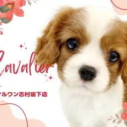 【 キャバリア 】美しいブレンハイムと超童顔!飼いやすい穏やかな性格の女の子!