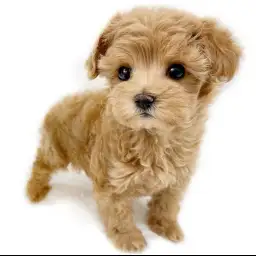 MIX【（マルチーズ×トイプードル）×トイプードル】