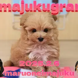 【 イマジュクグラム 】生後2ヶ月で560gの最強MIX!マルプーの女の子!