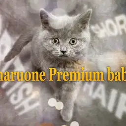 【 ブリティッシュショートヘア 】業界プロも納得の全部丸いプレミアムCAT！