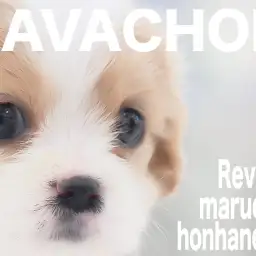 【 キャバション 】最高のブレンハイムカラーの持ち主！超フレンドリー女子！