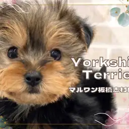 【 ヨークシャーテリア 】動く宝石と呼ばれる人気犬種!小さめヨーキーくんが入店!