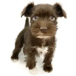 ミニチュア・シュナウザー