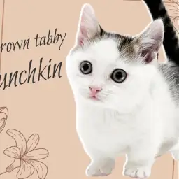 【 マンチカン 】希少な超短足！個性的で甘え上手な癒し系BOY！