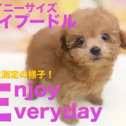 【 トイプードル 】タイニーサイズ有望トイプードルちゃんの体重測定!