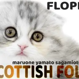 【 スコティッシュフォールド 】パパはチャンピオン!激カワまん丸垂れ耳にゃんこ