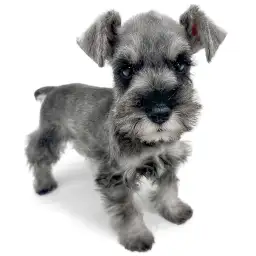 ミニチュア・シュナウザー