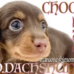 【 ダックスフント 】一年中がバレンタイン！チョコタンダックスとの甘い生活！