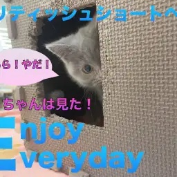 【 ブリティッシュショートヘア 】影からこっそり！ハンターになる瞬間！