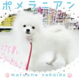 【 ポメラニアン 】お外デビューを果たしたポメちゃんに密着！