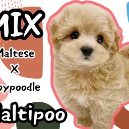 【 MIX犬 】マルプー男の子登場!抜け毛少なめ、室内飼いに最適な可愛い子犬