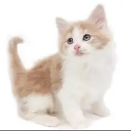 ノルウェージャンフォレストキャット