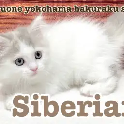 【 サイベリアン 】神秘的な外見と甘えん坊で遊び好きな性格のギャップ萌えにゃんこ