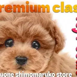 【 トイプードル 】必見！プレミアム認定のマズル短め毛色濃いめのテディベア系！