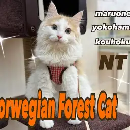 【 ノルウェージャンフォレストキャット 】生後6ヶ月の今とオススメな理由を解説