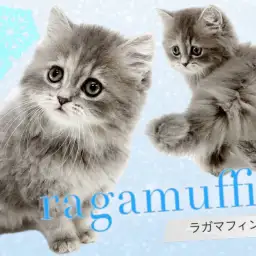 【 ラガマフィン 】鮮やかで希少なブルーの被毛を纏う激カワにゃんこにご注目!