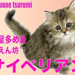 【 サイベリアン 】ボリューム満点の毛量に毛色はブラウンタビーの女の子！