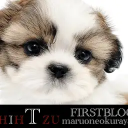 【 シーズー 】洗練されたカラーリング・愛らしいルックスに大注目!