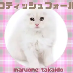 【 スコティッシュフォールド 】抱っこ大好き甘えんぼプリンセス！麗しの美猫！