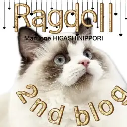 【 ラグドール 】生後6ヶ月!美しさがどんどん増しているラグくんの2ndブログ