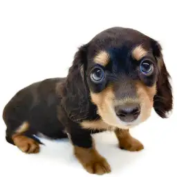 ミニチュア・ダックスフント