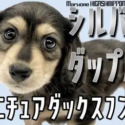 【 ミニチュアダックス 】シルバーダップルのモダンなイケメンが仲間入り！