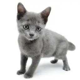 ロシアンブルー