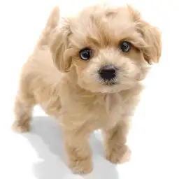 MIX（マルチーズ×トイプードル）