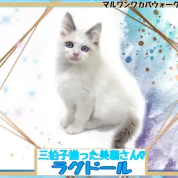 【 ラグドール 】美しすぎるお顔と甘えん坊な性格の男の子！