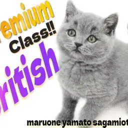 【 ブリティッシュ 】最高峰の容姿！マルワンプレミアム認定の丸顔癒し系キャット！