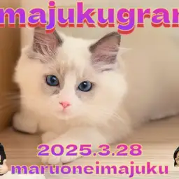 【 イマジュクグラム 】どんどん美猫に成長中のぬいぐるみ系ラグドールの女の子！