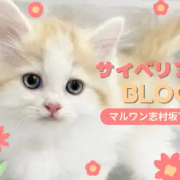 【 サイベリアン 】豪華な被毛にメロメロ！抱っこが好きすぎるサイベちゃんが入店！