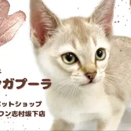 【 シンガプーラ 】世界最小猫種の子猫が板橋区に降臨!神秘的な容姿にご注目!