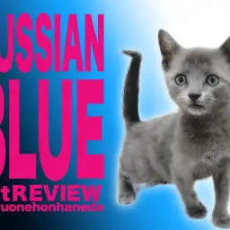 【 ロシアンブルー】小さくて人懐こいイケメン甘えんボーイが本羽田にやってきた!