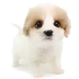 MIX（キャバリアキングチャールズスパニエル×ビションフリーゼ）