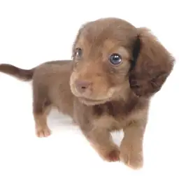 ミニチュア・ダックスフント