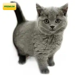 ブリティッシュショートヘア