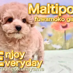 【 マルプー 】お店に来て10日目！可愛いさ溢れる女の子に成長中！