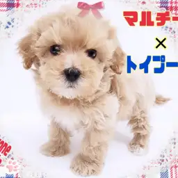 【 MIX 】天真爛漫で超がつくほどフレンドリー！大人気MIX犬マルプー！