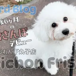 【 ビションフリーゼ 】大きな瞳に映し出される輝く広い世界!お散歩デビューに密着