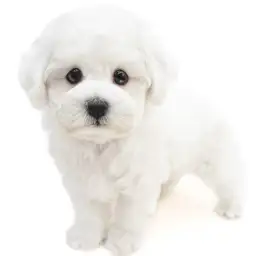 ビションフリーゼ