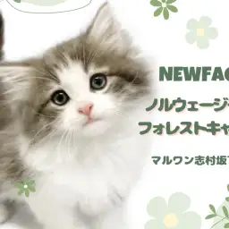 【 ノルウェージャン 】癒し効果絶大!溶けたように甘えてくれるノルちゃんが入店!